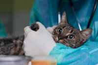 Un vétérinaire prépare un chat pour une opération