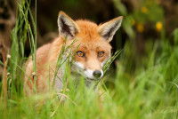 Un renard à l'affut dans les hautes herbes