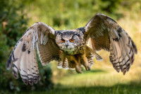 Un hibou grand-duc en plein vol dans une forêt