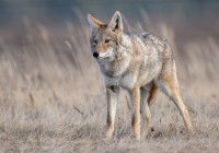 Un coyote à l'affût dans un champ