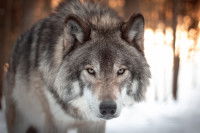 Un loup en chasse dans la neige