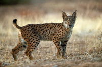 Un jeune lynx dans les herbes sèches