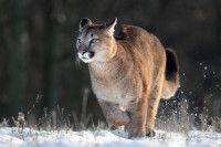Un puma court dans la neige