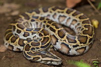 Un python birman sur le sol