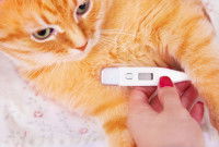 Prise de la température d'un chat roux