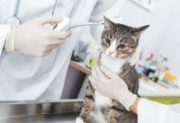 Prélèvement de la température d'un chat par voie auriculaire