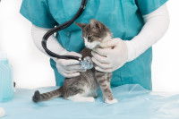 Un vétérinaire inspecte la respiration d'un petit chat tigré
