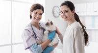 Un chat entouré de sa maitresse ainsi que sa vétérinaire