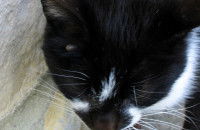 Qu’est-ce qu’un parasite ?