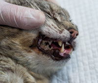 Les prothèses dentaires pour chat