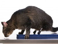 © Christopher Gannon (Université de l'Iowa)