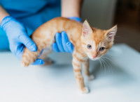 Les prothèses de patte pour chat
