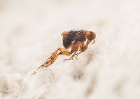 Gros plan d'une puce sur un pelage blanc