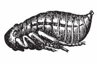 Dessin d'une nymphe de puce