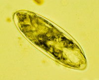 Un œuf de puce en gros plan