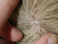 Un maitre regardant en dessous du pelage de son chat à la recherche de puces