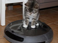 Un chaton tigré assis sur un robot aspirateur