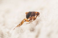 Gros plan d'une puce sur un pelage blanc