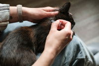 Une femme applique une pipette anti-puce &agrave; un chat