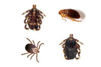 Des puces et des tiques sur un fond blanc