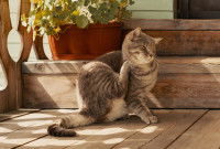 Un chat avec des puces se gratte sur le parvis d'une maison
