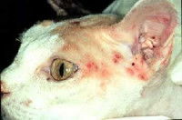 Les symptômes de la pyodermite chez le chat