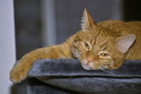 Un chat roux fatigué sur un lit