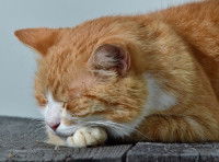Un chat roux et blanc malade, en train de dormir