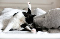 Une chatte noire et blanche fait sa toilette