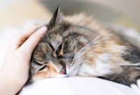 Une femme pose la main sur la tête d'une chatte malade