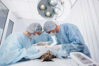 Une équipe de vétérinaires opère une chatte malade
