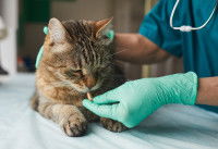 Un vétérinaire donne un médicament à un chat
