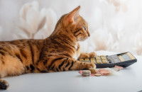 Un chat tigré avec une calculette et des pièces de monnaie