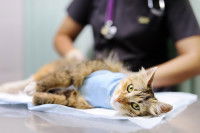 Une vétérinaire vient de stériliser une chatte