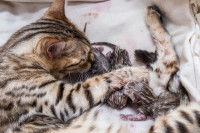 Une chatte qui vient de mettre bas avec ses petits