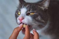 Une femme donne un comprimé à son chat
