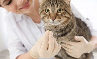 Une femme vétérinaire donne un médicament à un chat
