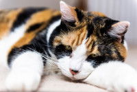 Une chatte tricolore malade et déprimée