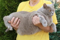 Quelqu'un tient un Chartreux obèse dans ses bras