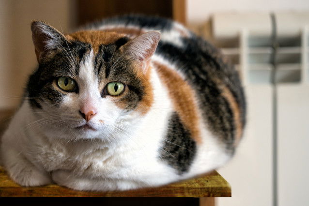 Un chat calico en surpoids allongé sur une table