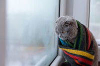 Un Scottish Fold emmitouflé dans une écharpe au bord de la fenêtre