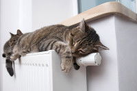 Deux chats tigré couché sur un radiateur