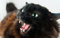 Un chat noir très agressif