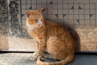 Un chat malade et qui bave