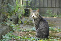 Un chat qui bave dans le jardin