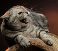 Un chat agressif donne un avertissement