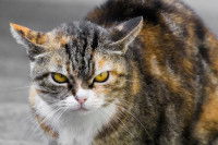 Un chat aux yeux jaunes avec un air mécontent