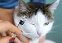 Chat vacciné contre la rage