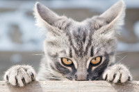 Chat gris avec des yeux menaçants