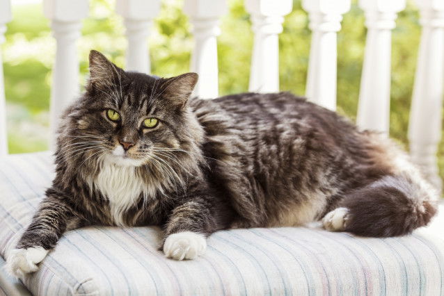 Un chat tigré à poil long couché sur un tabouret